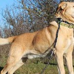 vermittlungstier hund borisz bekescsaba03