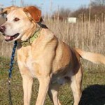 vermittlungstier hund borisz bekescsaba04