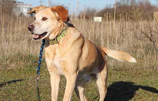 vermittlungstier hund borisz bekescsaba04