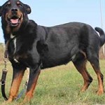 vermittlungstier hund demon bekescsaba01