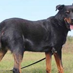 vermittlungstier hund demon bekescsaba02