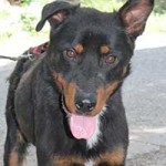 vermittlungstier hund demon bekescsaba03