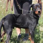 vermittlungstier hund demon bekescsaba04