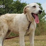 vermittlungstier hund doris david bekescsaba01