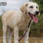 vermittlungstier hund doris david bekescsaba02