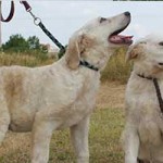 vermittlungstier hund doris david bekescsaba03