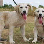 vermittlungstier hund doris david bekescsaba04