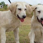 vermittlungstier hund doris david bekescsaba05