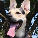 vermittlungstier hund erik bekescsaba02