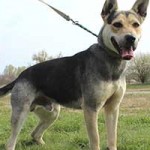 vermittlungstier hund erik bekescsaba03