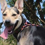 vermittlungstier hund erik bekescsaba04