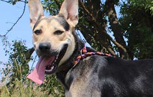 vermittlungstier hund erik bekescsaba04