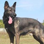 vermittlungstier hund kobak bekescsaba01