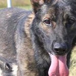 vermittlungstier hund kobak bekescsaba02