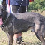 vermittlungstier hund kobak bekescsaba03