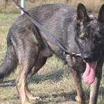 vermittlungstier hund kobak bekescsaba04