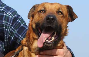 vermittlungstier hund lipod bekescsaba01