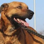 vermittlungstier hund lipod bekescsaba02