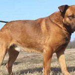 vermittlungstier hund lipod bekescsaba03