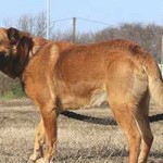 vermittlungstier- hund lipod bekescsaba04