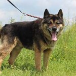 vermittlungstier hund magnum bekescsaba01