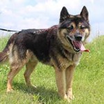 vermittlungstier hund magnum bekescsaba02