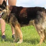 vermittlungstier hund magnum bekescsaba03