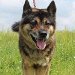 vermittlungstier hund magnum bekescsaba04