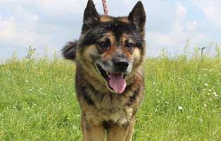 vermittlungstier hund magnum bekescsaba04