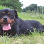 vermittlungstier hund milo bekescsaba01