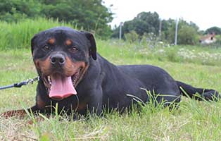 vermittlungstier hund milo bekescsaba01
