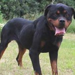 vermittlungstier hund milo bekescsaba02