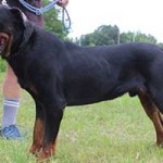 vermittlungstier hund milo bekescsaba03