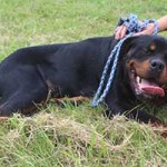 vermittlungstier hund milo bekescsaba04