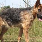 vermittlungstier hund nasi bekescsaba01