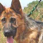 vermittlungstier hund nasi bekescsaba02