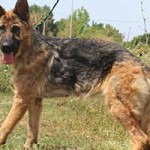 vermittlungstier hund nasi bekescsaba03