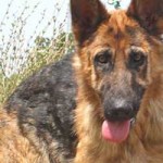 vermittlungstier hund nasi bekescsaba04