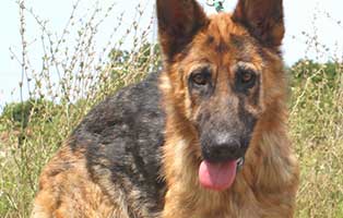 vermittlungstier hund nasi bekescsaba04