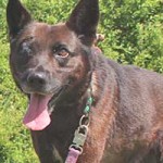 vermittlungstier hund penny bekescsaba04