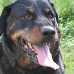 vermittlungstier hund reno bekescsaba01