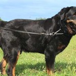 vermittlungstier hund reno bekescsaba02