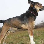 vermittlungstier hund sergoe bekescsaba01