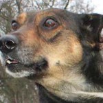 vermittlungstier hund sergoe bekescsaba02