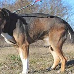 vermittlungstier hund sergoe bekescsaba04