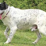 vermittlungstier hund tobi bekescsaba01