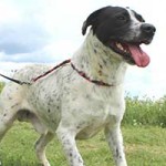 vermittlungstier hund tobi bekescsaba02