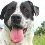 vermittlungstier hund tobi bekescsaba03