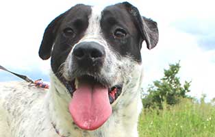 vermittlungstier hund tobi bekescsaba03