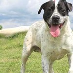 vermittlungstier hund tobi bekescsaba04